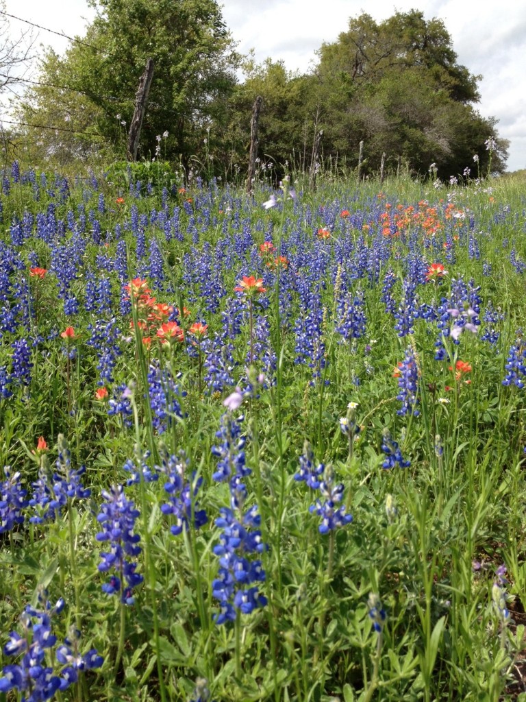 bluebonnets6