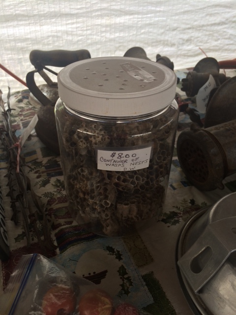 Jar of Wasp Nests
