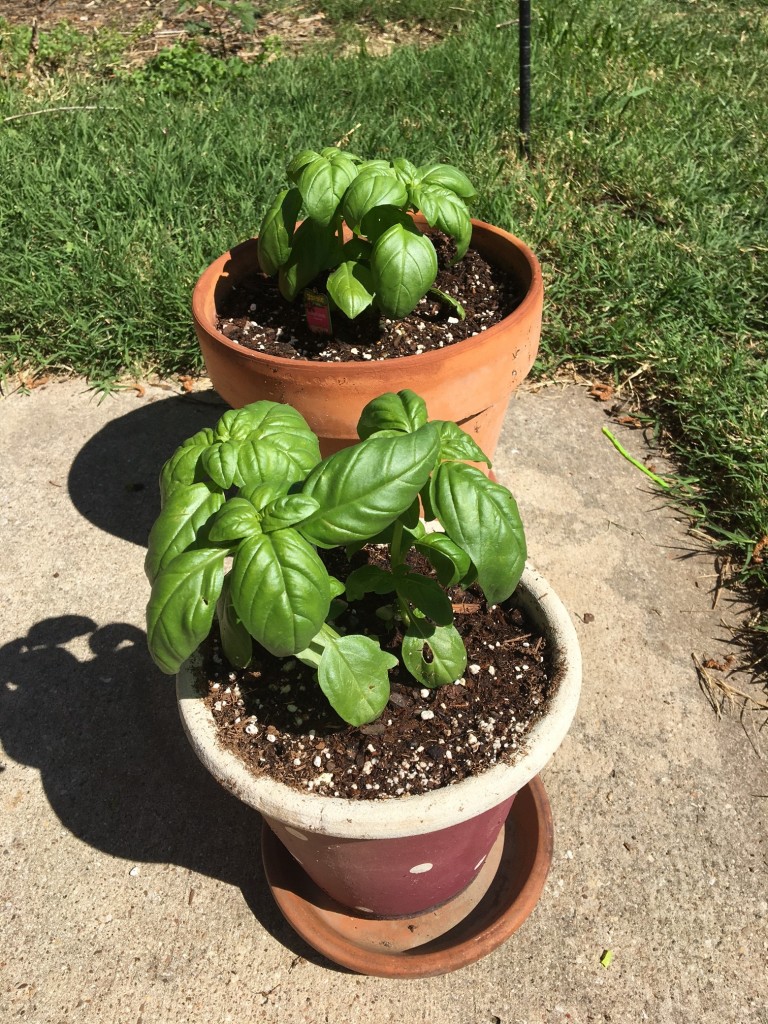 basil